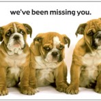 Item# RC133  Three Puppies Postcard