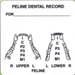Item# V-AN411  ‘Feline Dental Record’ Label