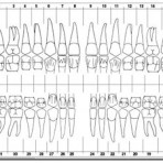 Item# 50-0560  Adult Dental Chart Sticker