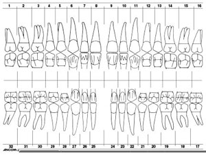 Dental Charting On Paper