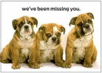 Item# RC133  Three Puppies Postcard