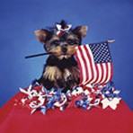 Item# RC142  Patriotic Puppy Recall Postcard