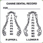 Item# V-AN432  ‘Canine Dental Record’ Label